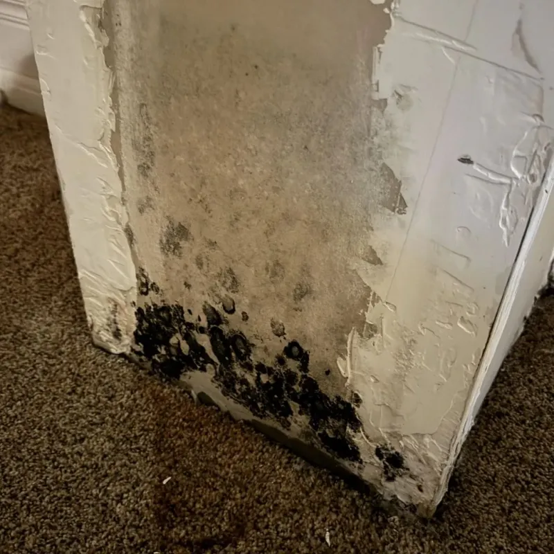 Professional Mold Removal in Saint Marys, KS